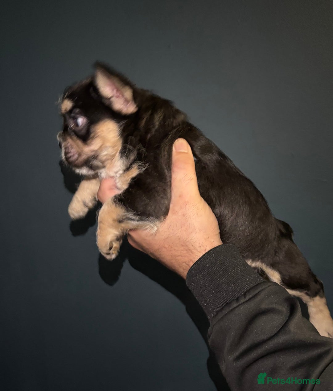 French Bulldog dogs for sale: French bulldog puppies - Advert 6