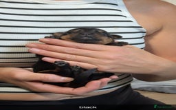 Rottweiler dogs for sale: Rottweiler puppies  - Image 11