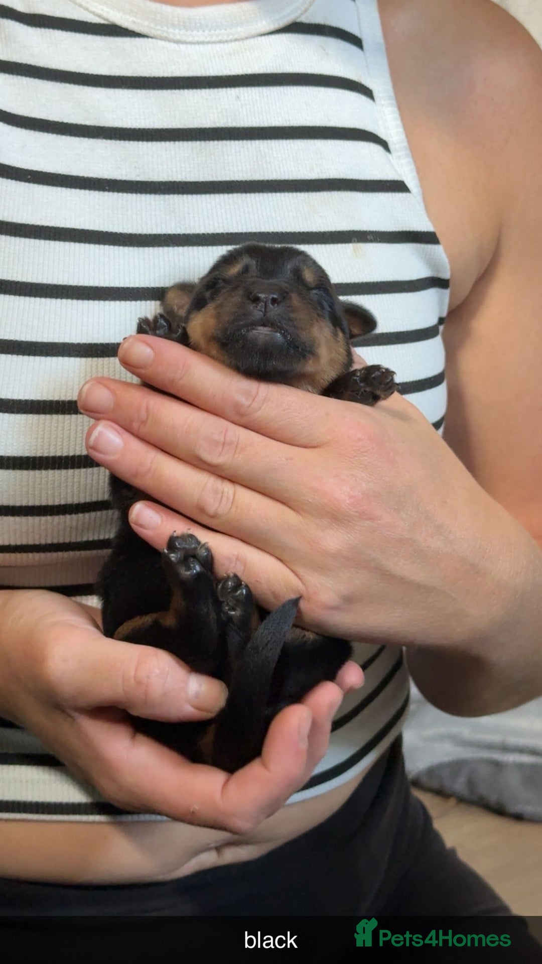 Rottweiler dogs for sale: Rottweiler puppies  - Image 11