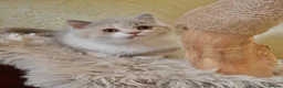 British Shorthair cats for sale: Lilac Tortie & White British Shorthair  - Advert 8