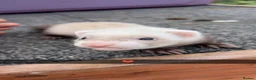 Ferret rodents for sale: Ferret kits - Advert 5