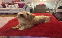 Dachshund dogs for sale: Pedigree standard cream wirehaired Dachshund  - Advert 8