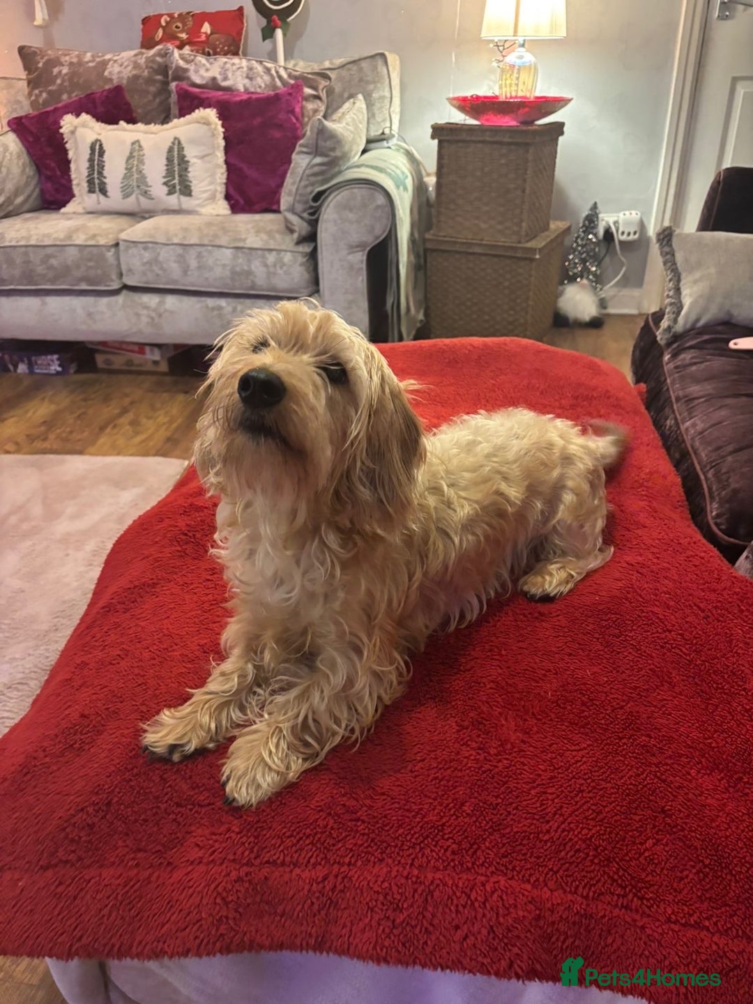 Dachshund dogs for sale: Pedigree standard cream wirehaired Dachshund  - Advert 8