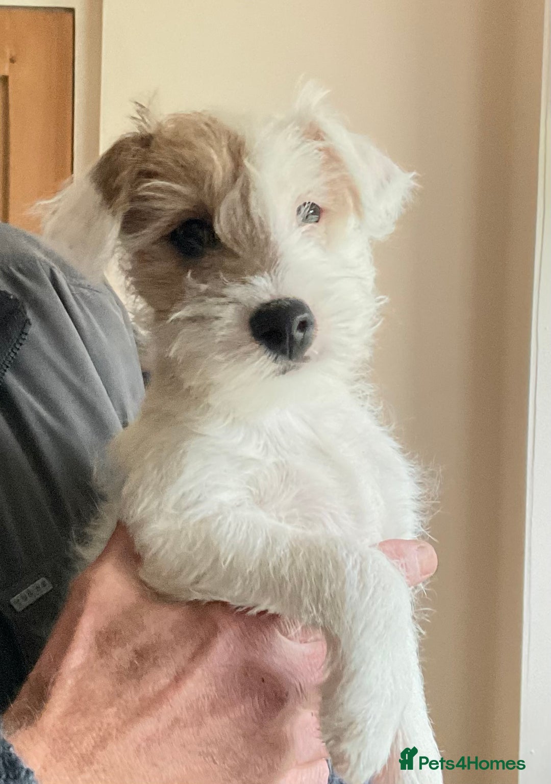 Parson Russell dogs for sale: Gorgeous Parson Russell Boy Puppy - Advert 6