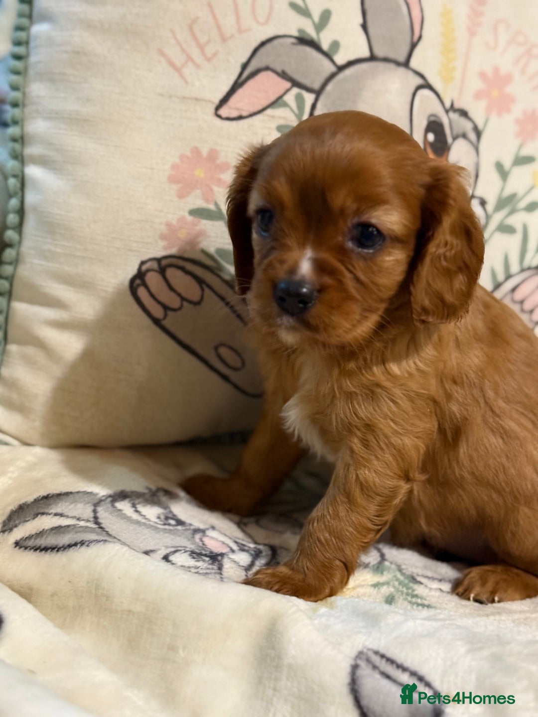 Cavalier King Charles Spaniel dogs for sale: Stunning DNA clear cavalier pups ready 2026 - Advert 1