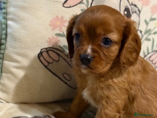 Cavalier King Charles Spaniel dogs Stunning DNA clear cavalier pups ready 2026 - Advert 16