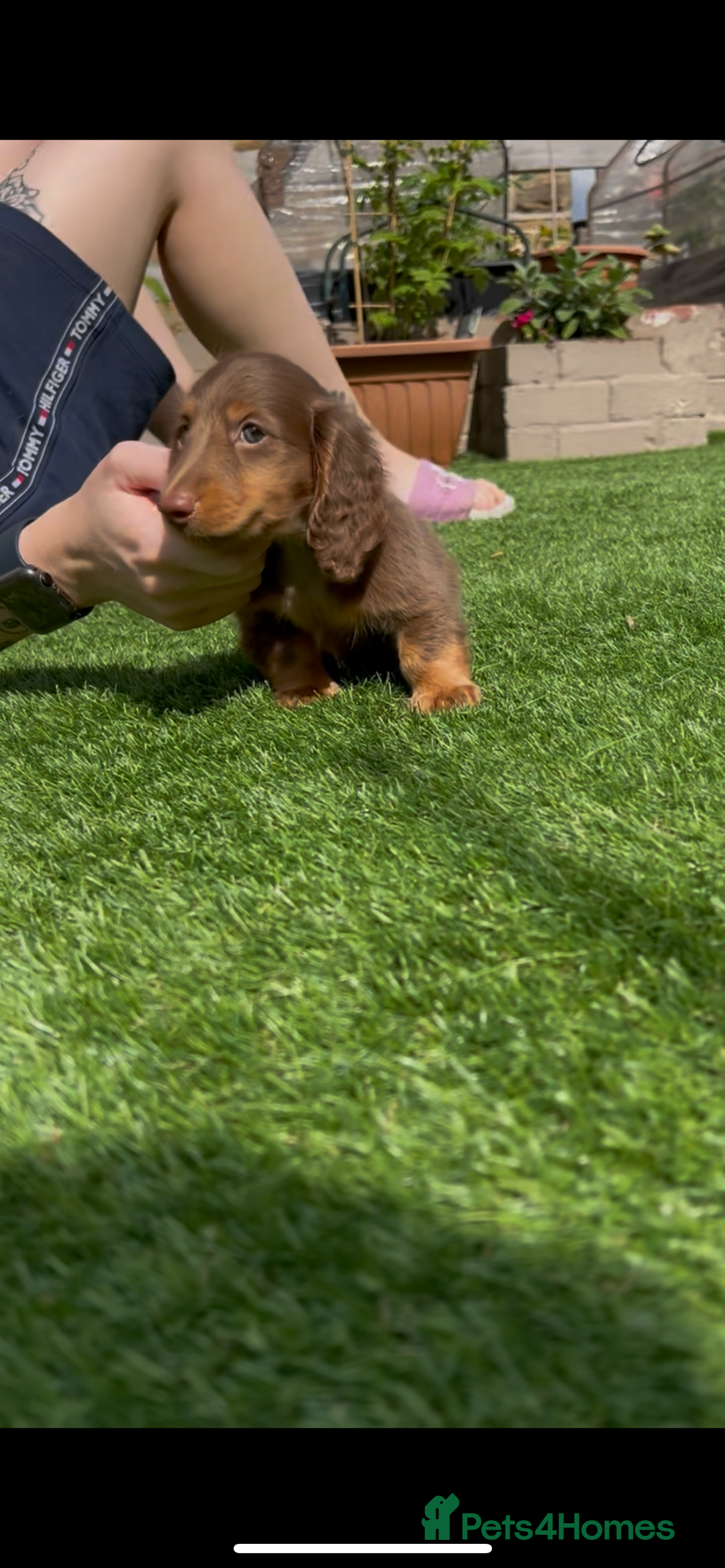 Miniature Dachshund dogs for sale: Delightful litter of KC Longhaired Mini Dachshunds - Image 6