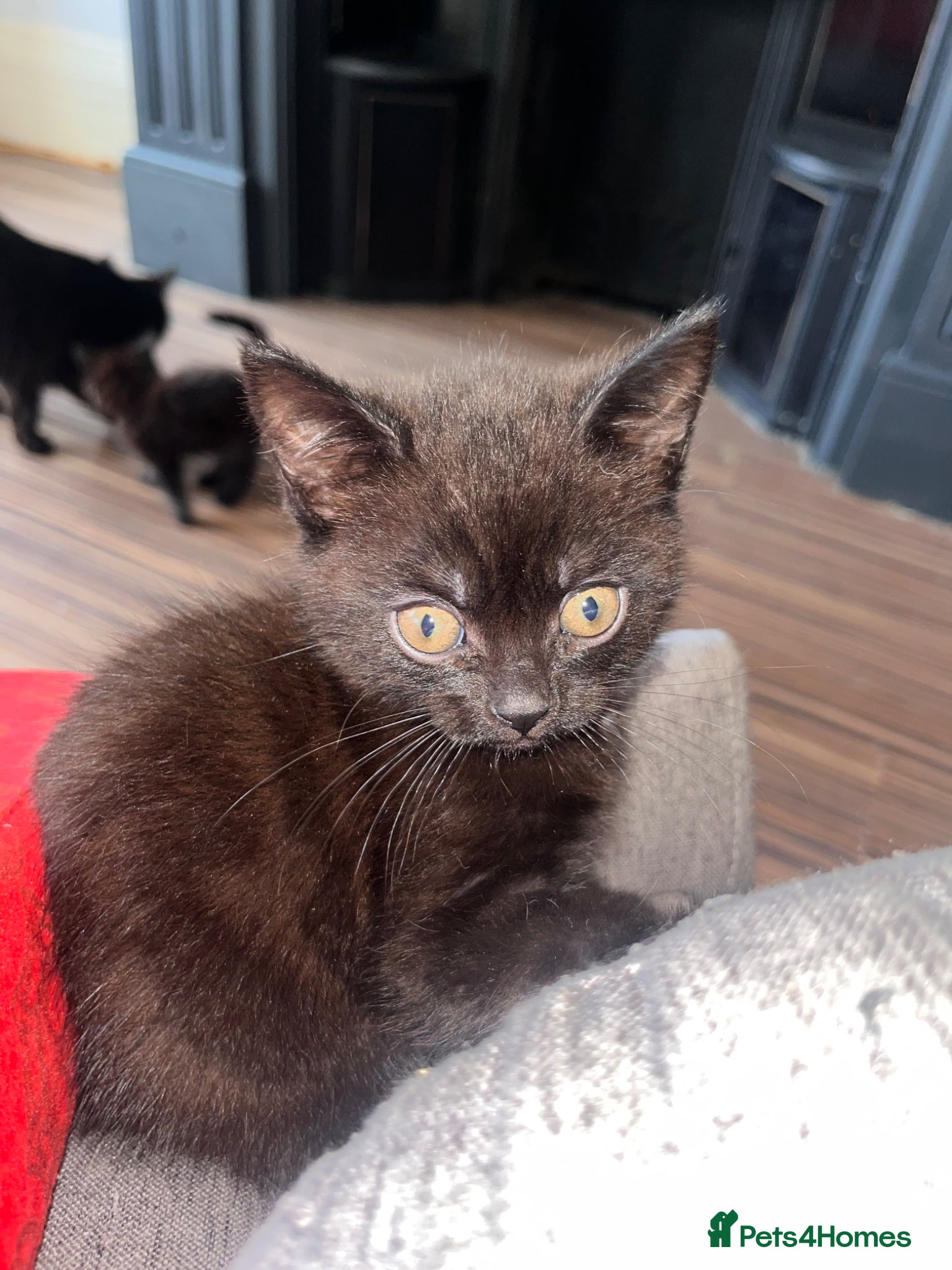 Mixed Breed cats Boy short haired kitten  - Advert 5