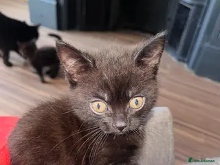 Mixed Breed cats Boy short haired kitten - Advert 2