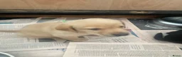 Labrador Retriever dogs for sale: Labrador Puppies  - Advert 6
