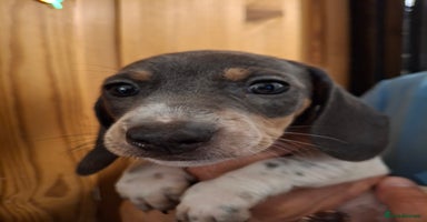 Dachshund dogs - Advert 15