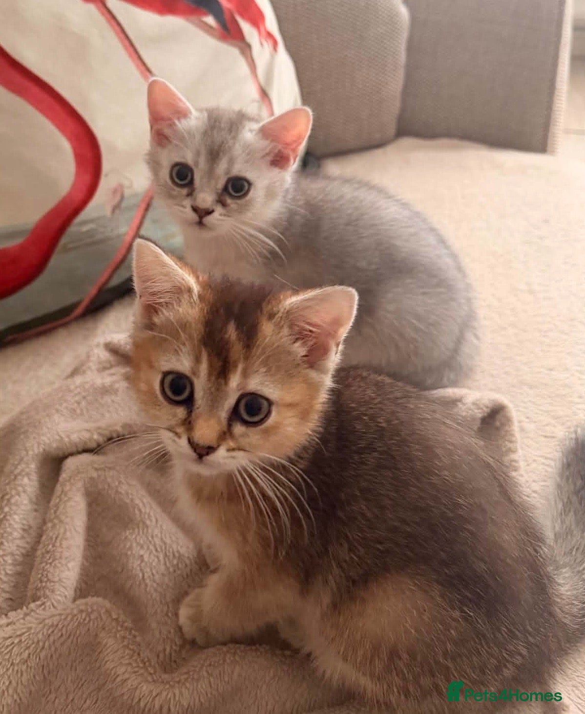Scottish Fold cats Scottish fold and straight - Advert 4