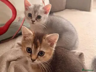 Scottish Fold cats Scottish fold and straight - Advert 4