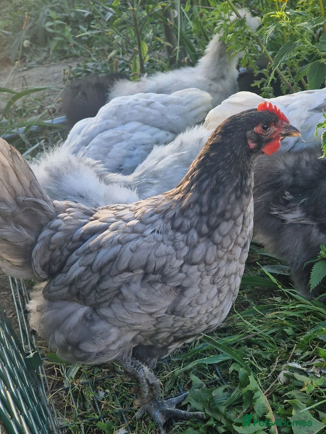 Chickens poultry for sale: Blue Jersey Giant Cockerel - Advert 1