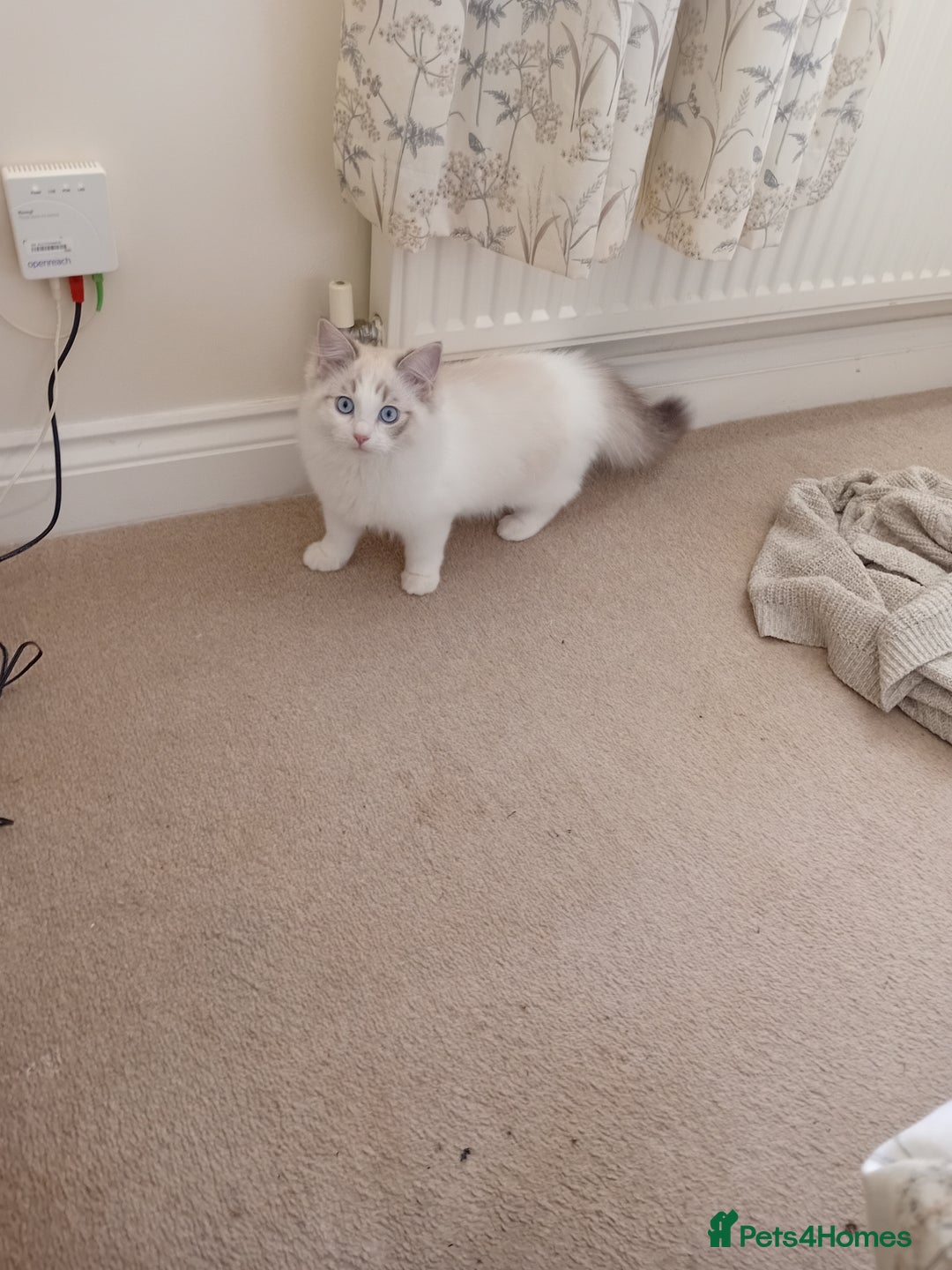 Ragdoll cats for sale: Ragdoll kitten  - Advert 1