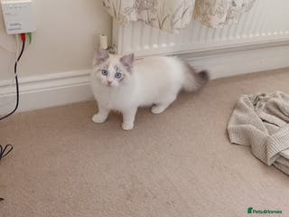 Ragdoll cats Ragdoll kitten - Advert 3