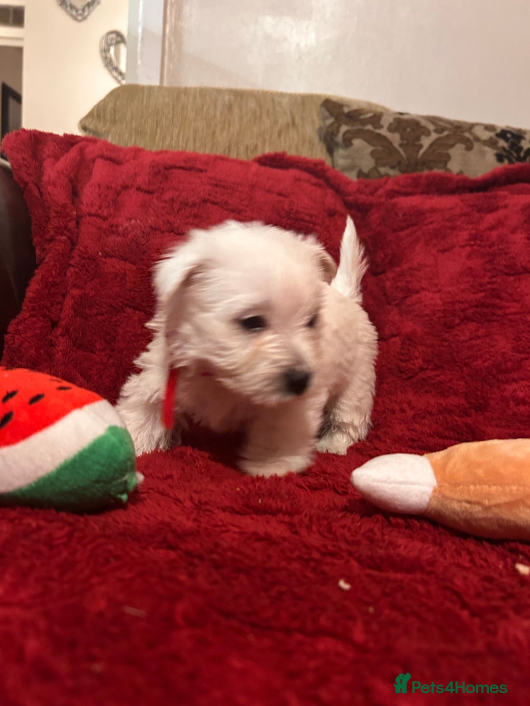 West Highland Terrier dogs for sale: West highland puppies - Advert 21