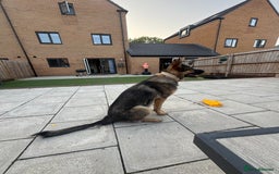 Mixed Breed dogs for sale: Bear German Malinois  - Image 1