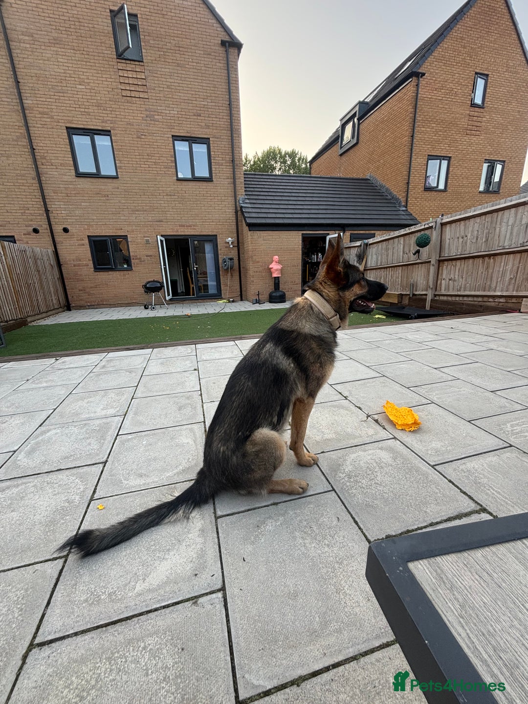 Mixed Breed dogs for sale: Bear German Malinois  - Image 1