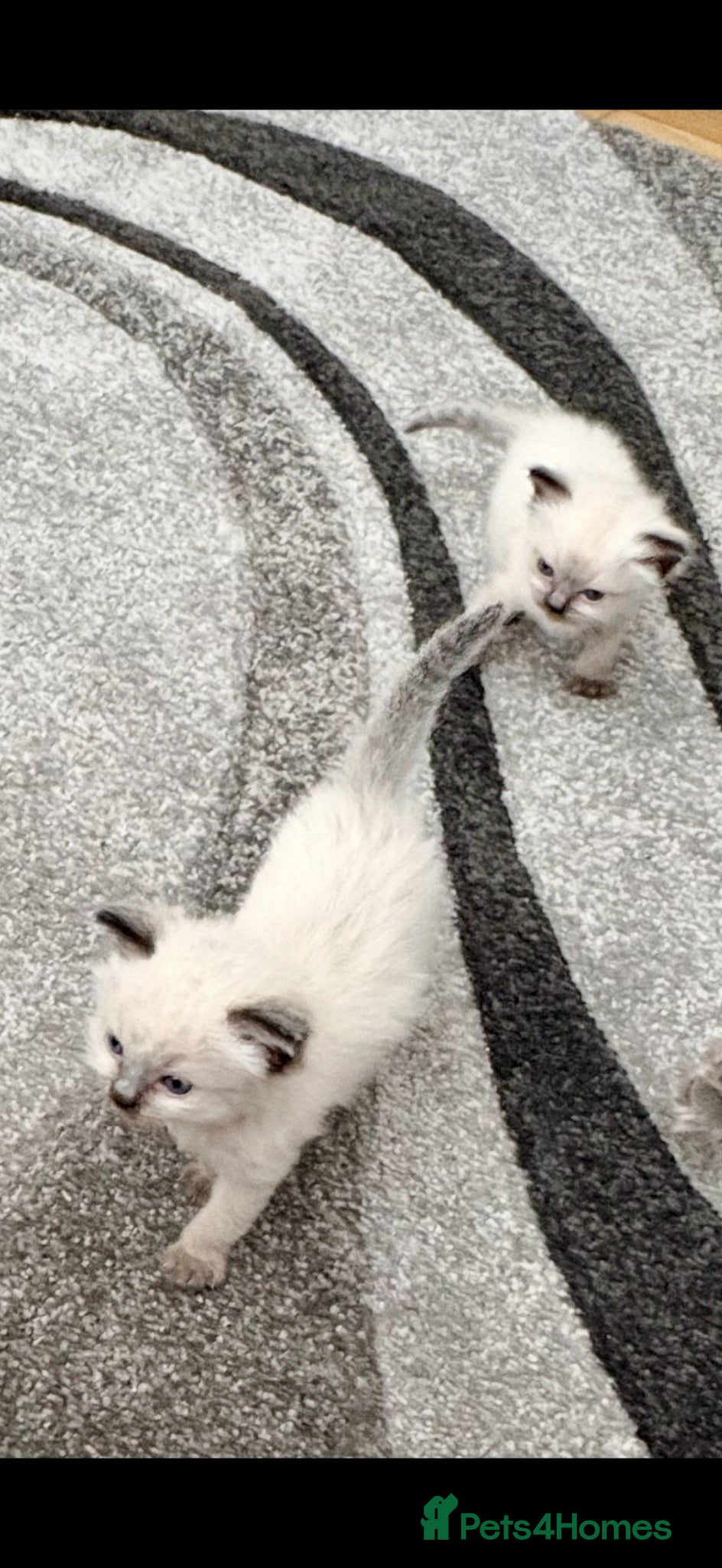 Ragdoll cats 🦋💙 ADORABLE GCCF BABIES 💙🦋 - Advert 4