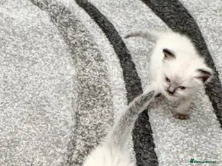 Ragdoll cats 🦋💙 ADORABLE GCCF BABIES 💙🦋 - Advert 4