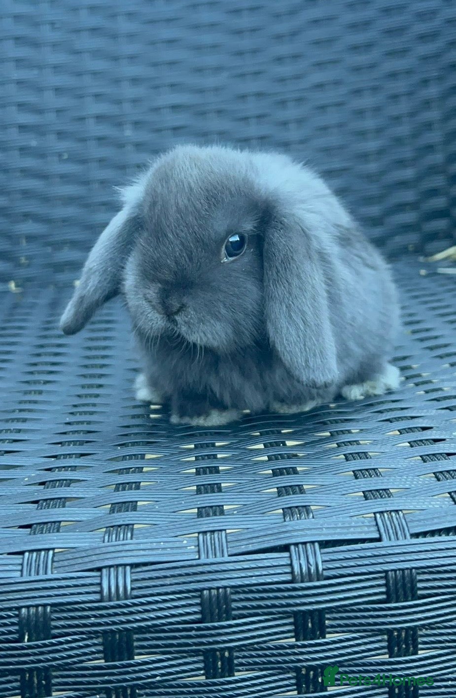 Mini Lop rabbits 1 Baby Mini lop girl left for sale   - Advert 12