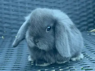 Mini Lop rabbits 1 Baby Mini lop girl left for sale - Advert 12