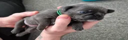 Pug dogs for sale: 3x pug girls 1x pug boy - Advert 11