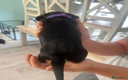 Mixed Breed dogs for sale: 8 beautiful dashaund X Jack Russel puppies  - Image 31