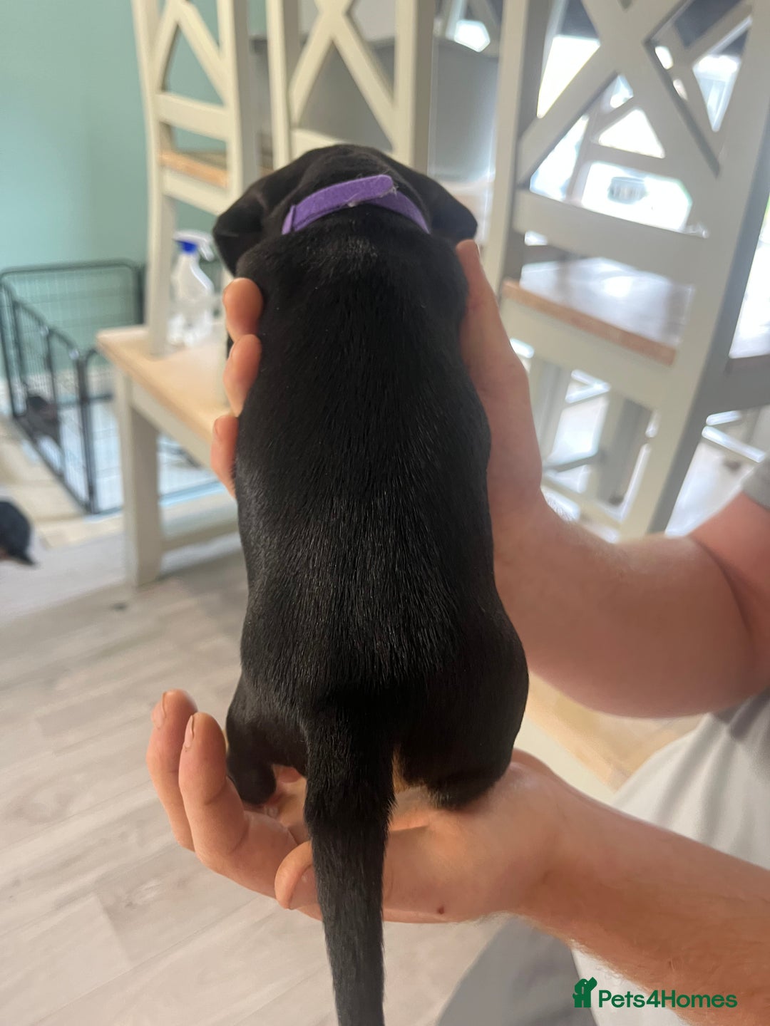 Mixed Breed dogs for sale: 8 beautiful dashaund X Jack Russel puppies  - Image 31