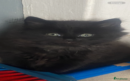 Mixed Breed cats for sale: 4 beautiful male kitten  - Image 4