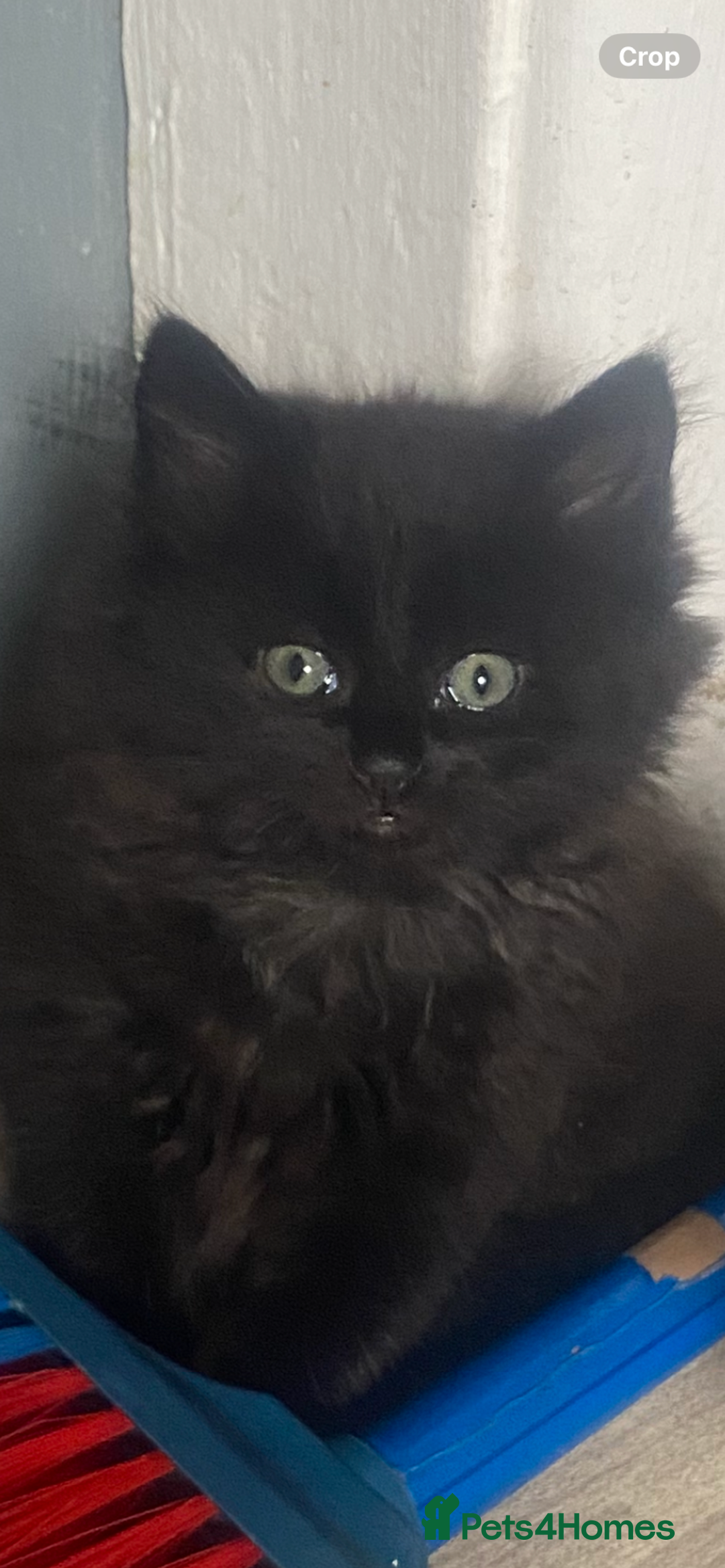 Mixed Breed cats for sale: 4 beautiful male kitten  - Image 4