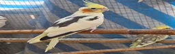 Cockatiels birds for sale: Beautiful Young Cockatiels Ready for Loving Homes - Advert 14