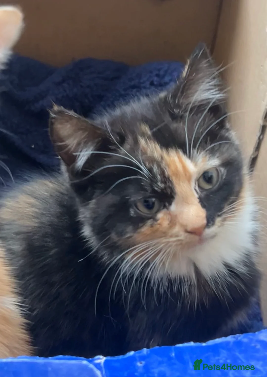 Mixed Breed cats for sale: ginger and black kitten  - Advert 2