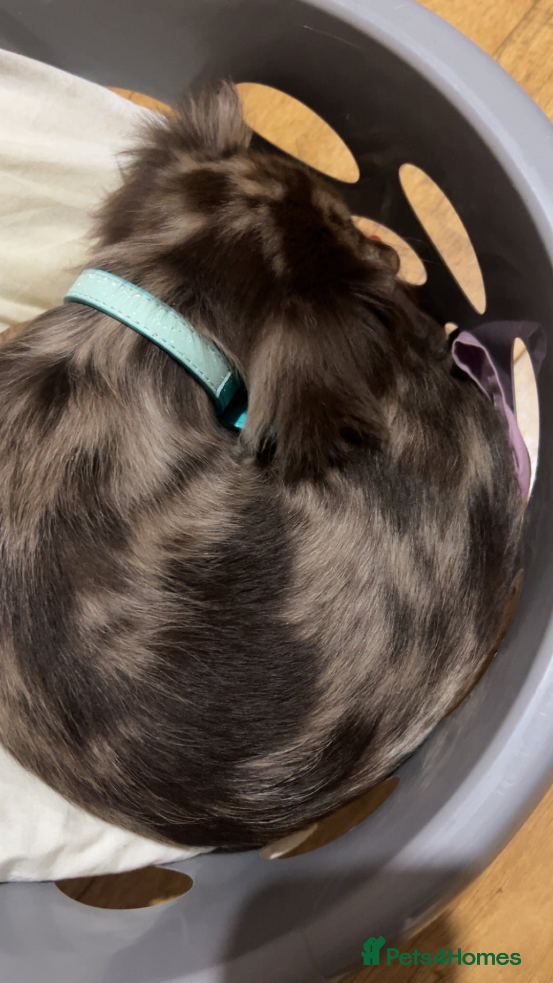 Dachshund dogs for sale: Dachshund male  - Advert 3