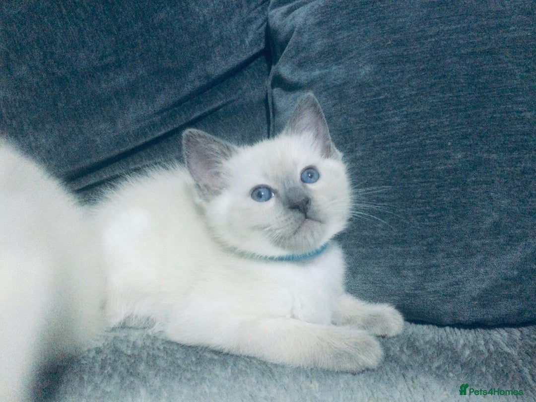 British Shorthair cats for sale:  Ragdoll x British shorthair kittens  - Image 10