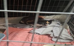 Mixed Breed cats for sale: Beautiful Mixed Kittens - Advert 7