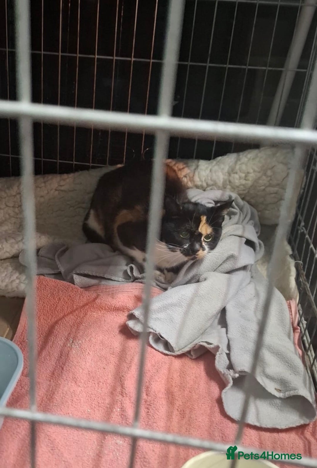 Mixed Breed cats for sale: Beautiful Mixed Kittens - Advert 7