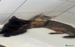 British Shorthair cats for sale: Black female Tabby with gorgeous markings  - Image 1