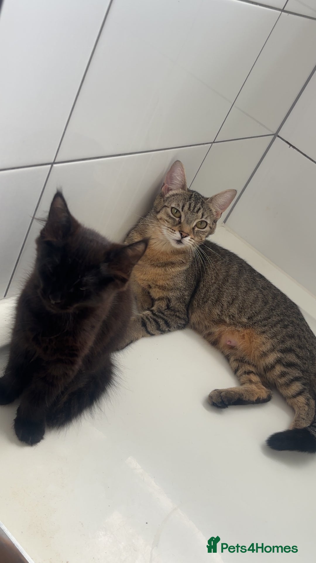 British Shorthair cats for sale: Black female Tabby with gorgeous markings  - Image 1