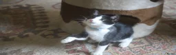 Mixed Breed cats for sale: Tuxedo and white kittens in Stafford - Advert 1