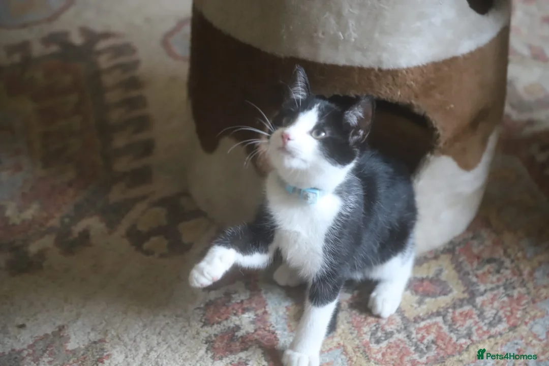 Mixed Breed cats for sale: Tuxedo and white kittens in Stafford - Advert 1
