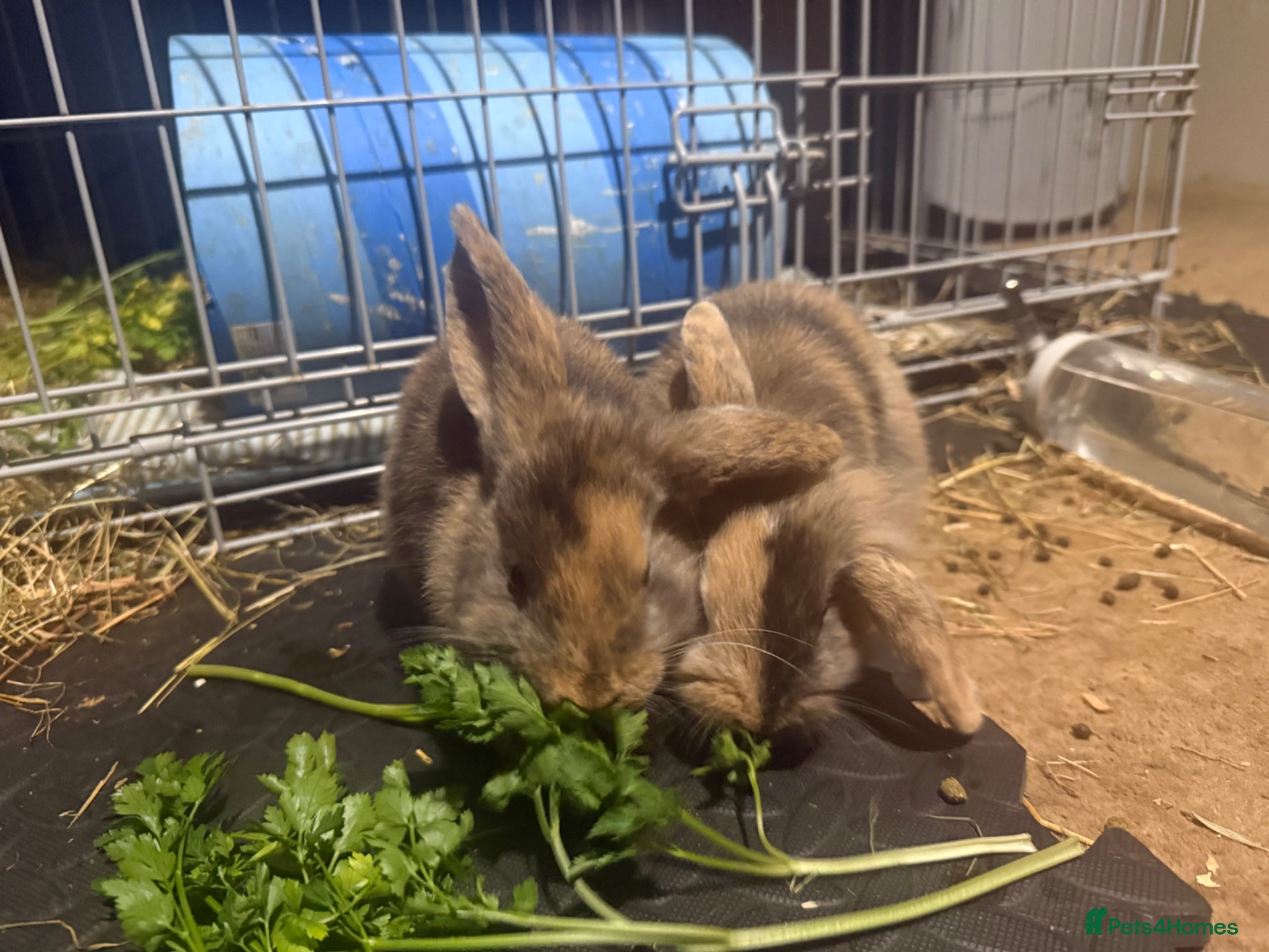 Mixed Breed rabbits Female Baby Rabbits lion x lop - Advert 7