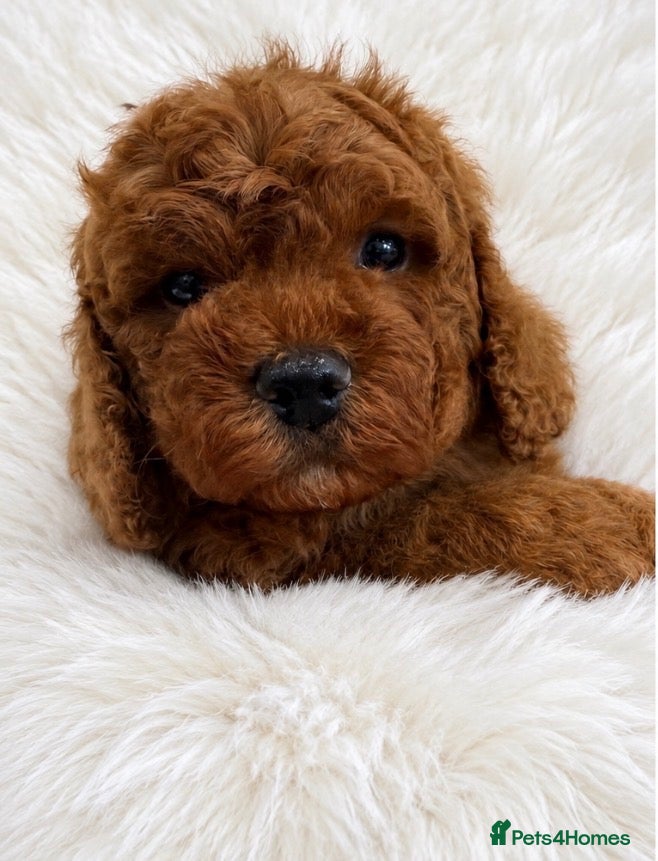 Cavapoo dogs for sale: Our newest litter have arrived. F1b, DNA clear  - Advert 16