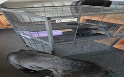 Rat rodents for sale: Pet rats with cage and accessories  - Advert 3