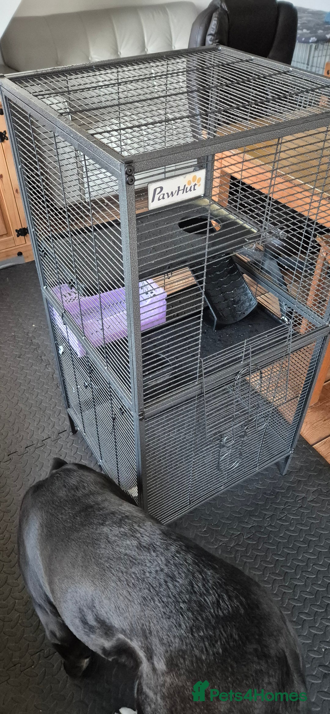 Rat rodents for sale: Pet rats with cage and accessories  - Advert 3