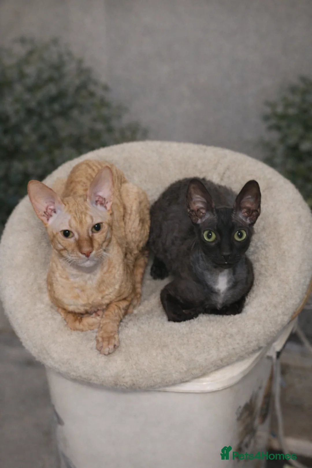 Cornish Rex cats for sale: Black Cornish Rex boy available for reservation - Advert 2