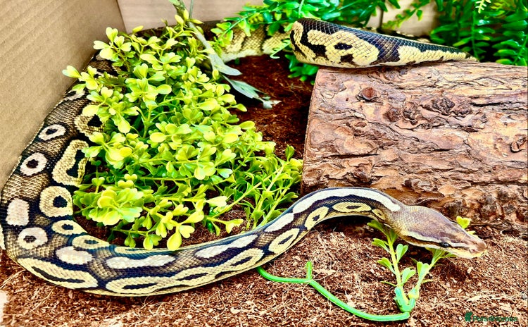 Python Snake reptiles - Advert 1