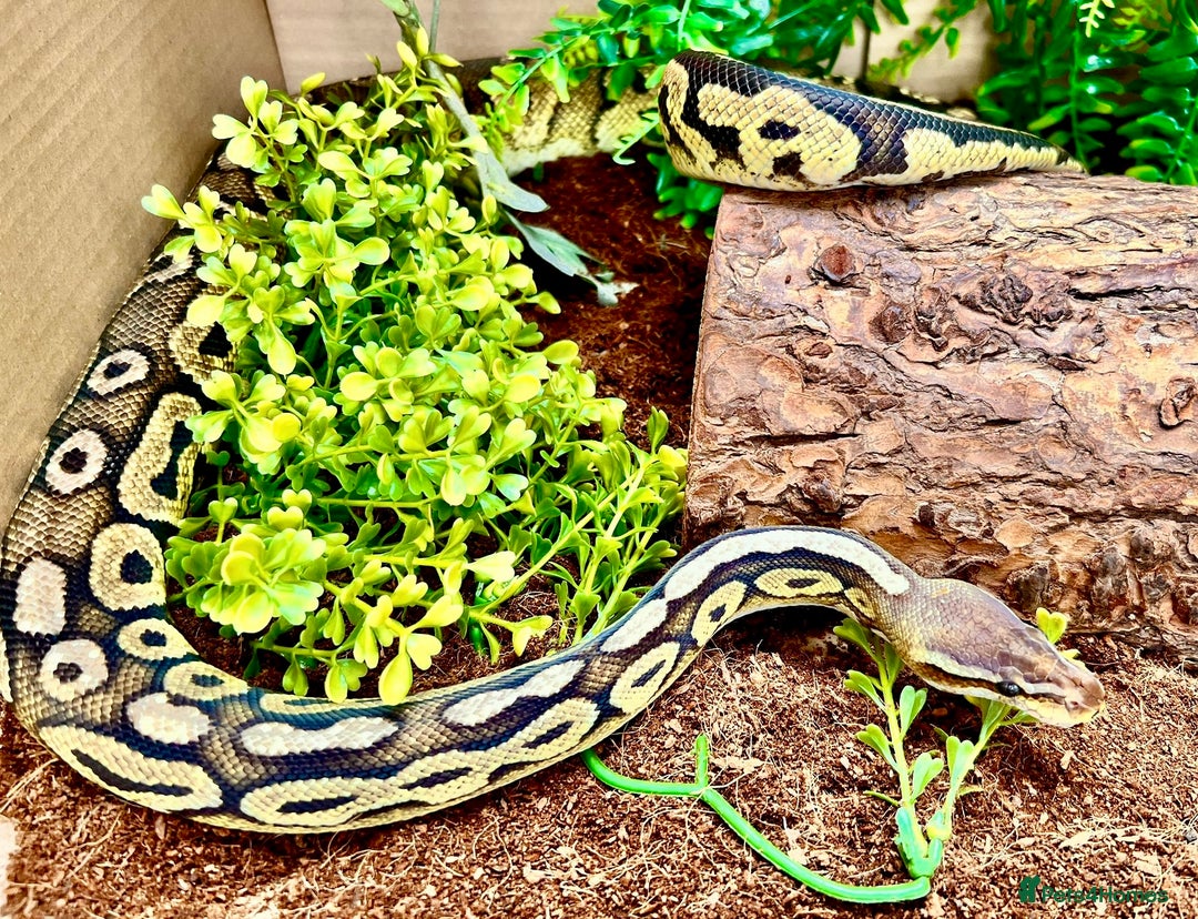 Python Snake reptiles for sale: Royal pythons looking for new home - Image 1
