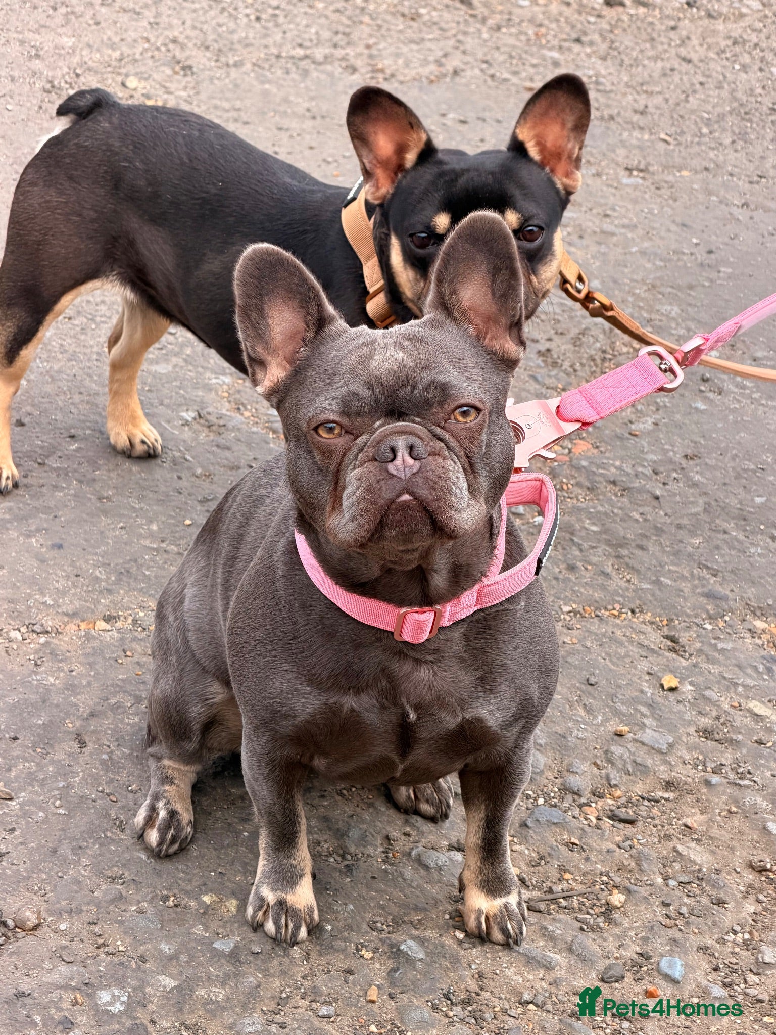 French Bulldog dogs Female French bulldog  - Advert 2